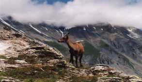 Jeune bouquetin au Col de la Vanoise - photo Jean-Michel Levavasseur
